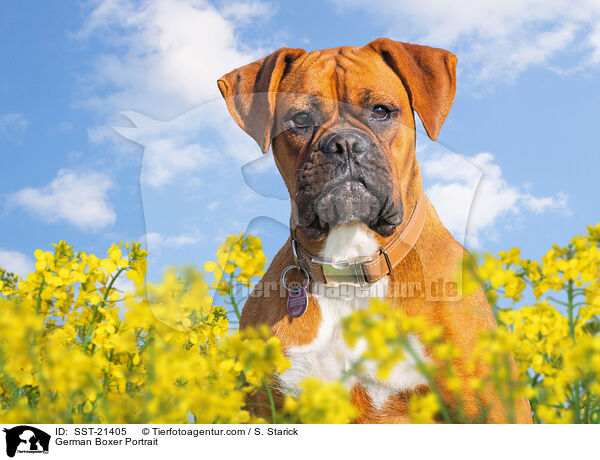 Deutscher Boxer Portrait / German Boxer Portrait / SST-21405