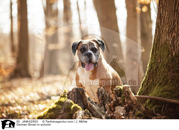 Deutscher Boxer im Herbst / German Boxer in autumn / JAM-02593