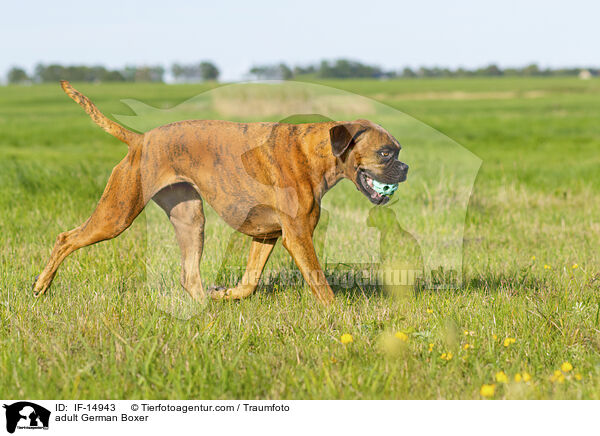 ausgewachsener Deutscher Boxer / adult German Boxer / IF-14943