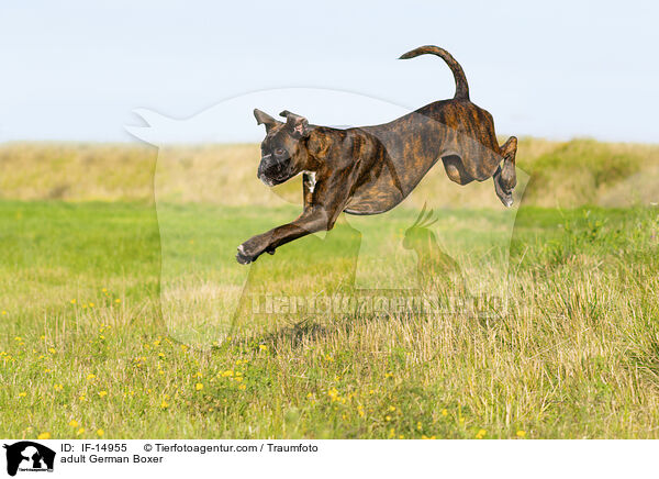 ausgewachsener Deutscher Boxer / adult German Boxer / IF-14955