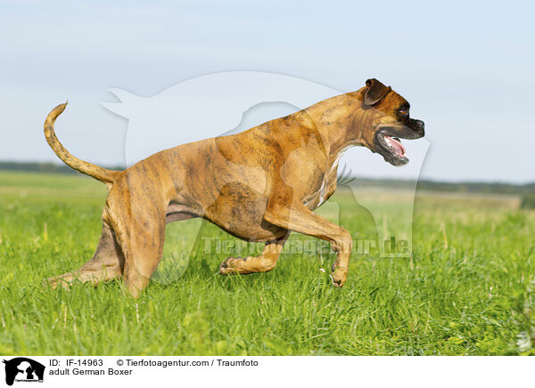 ausgewachsener Deutscher Boxer / adult German Boxer / IF-14963