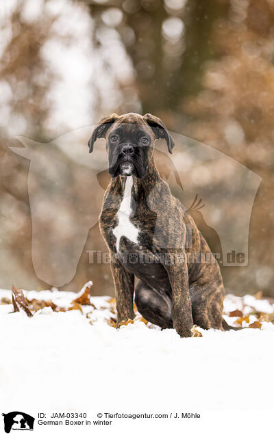 Deutscher Boxer im Winter / German Boxer in winter / JAM-03340