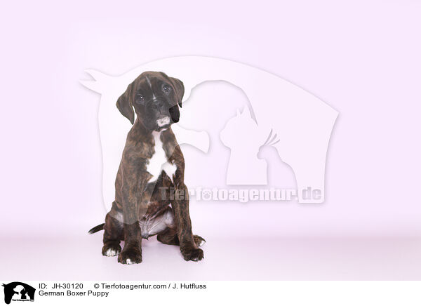 Deutscher Boxer Welpe / German Boxer Puppy / JH-30120