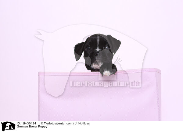 Deutscher Boxer Welpe / German Boxer Puppy / JH-30124