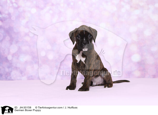 Deutscher Boxer Welpe / German Boxer Puppy / JH-30158