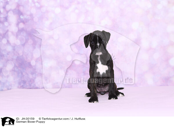 Deutscher Boxer Welpe / German Boxer Puppy / JH-30159