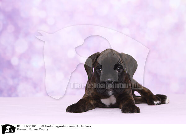 Deutscher Boxer Welpe / German Boxer Puppy / JH-30161