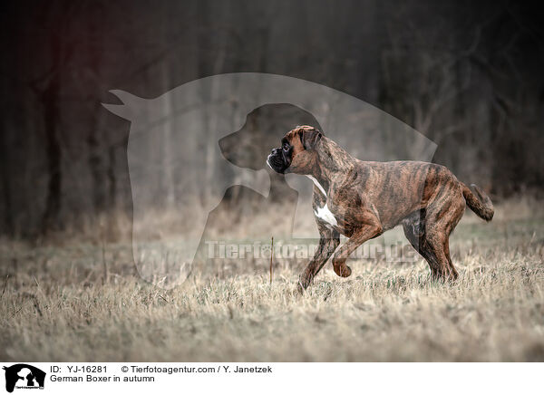 Deutscher Boxer im Herbst / German Boxer in autumn / YJ-16281