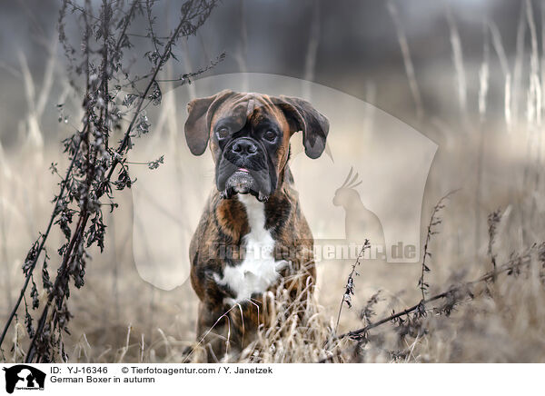 Deutscher Boxer im Herbst / German Boxer in autumn / YJ-16346