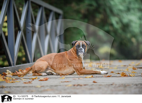 Deutscher Boxer im Sommer / German in summer / YJ-16375