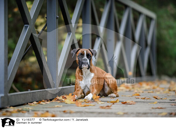 Deutscher Boxer im Sommer / German in summer / YJ-16377