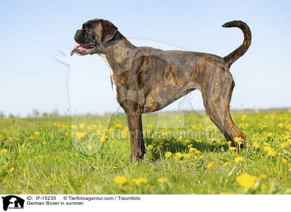 Deutscher Boxer im Sommer / German Boxer in summer / IF-15230