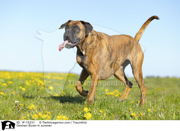 Deutscher Boxer im Sommer / German Boxer in summer / IF-15231