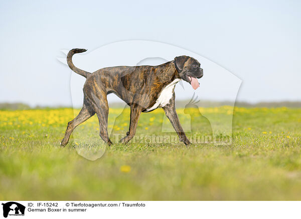 Deutscher Boxer im Sommer / German Boxer in summer / IF-15242