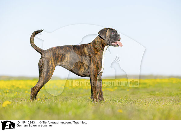 Deutscher Boxer im Sommer / German Boxer in summer / IF-15243