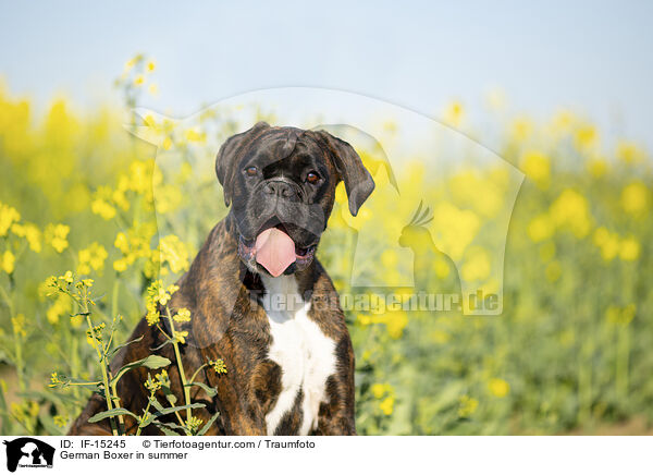 Deutscher Boxer im Sommer / German Boxer in summer / IF-15245