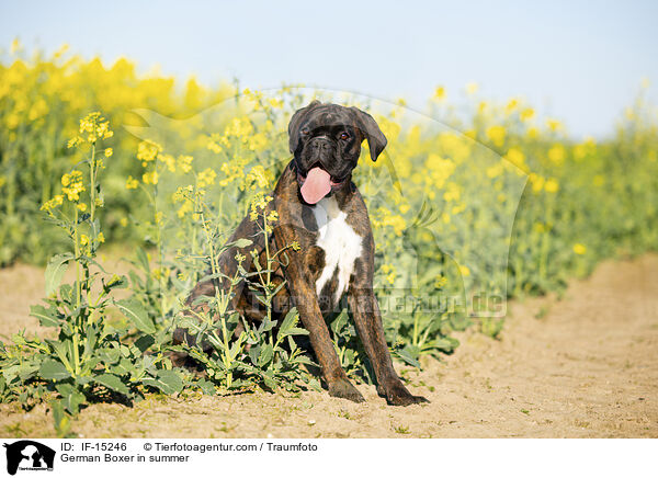 Deutscher Boxer im Sommer / German Boxer in summer / IF-15246