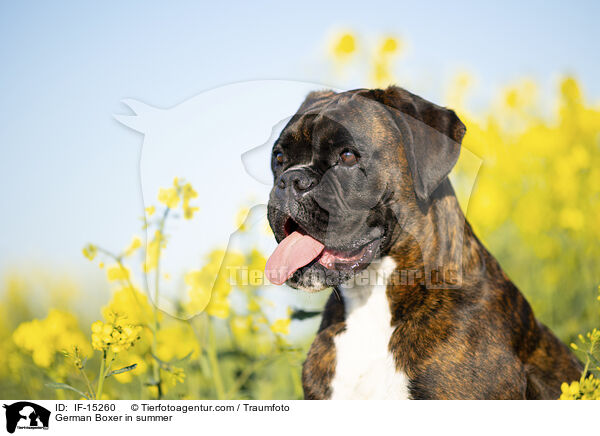 Deutscher Boxer im Sommer / German Boxer in summer / IF-15260