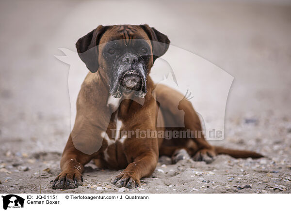 Deutscher Boxer / German Boxer / JQ-01151