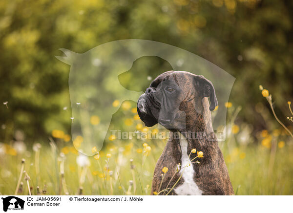 Deutscher Boxer / German Boxer / JAM-05691