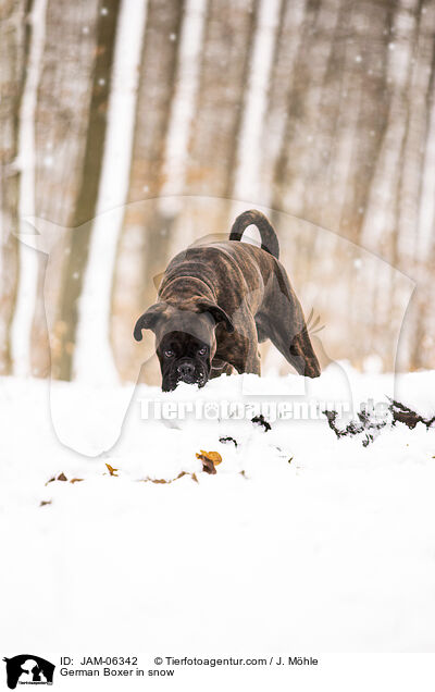 Deutscher Boxer im Schnee / German Boxer in snow / JAM-06342