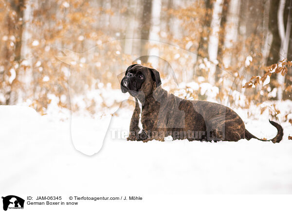 Deutscher Boxer im Schnee / German Boxer in snow / JAM-06345