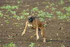 German Boxer