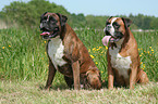 sitting Boxer