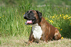 panting Boxer