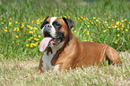 panting Boxer