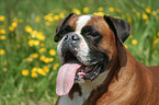 panting Boxer