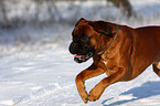 running Boxer