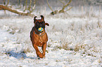 running Boxer