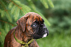 Boxer Portrait