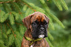 Boxer Portrait