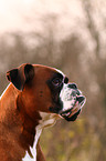 Boxer Portrait