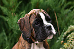 Boxer Portrait