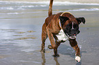 running Boxer