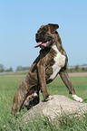 male Boxer