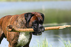 Boxer Portrait