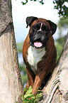 male Boxer