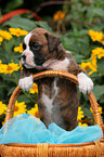 Boxer puppy