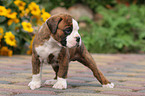 Boxer puppy