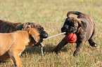 playing German Boxer Puppies