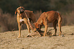 German Boxer