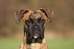 German Boxer Portrait