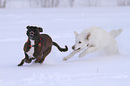 German Boxer and White Swiss Shepherd