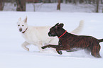 German Boxer and White Swiss Shepherd