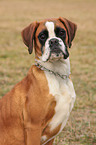 German Boxer Portrait