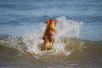 bathing German Boxer